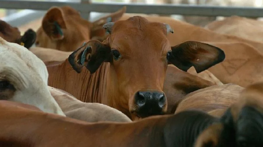 Agri-tech startup brings new hope for cattle farmers